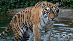 Для АПК Приамурья стало выгодно заселять местность тиграми - эксперт